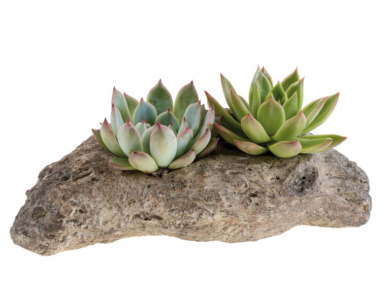 Succulente