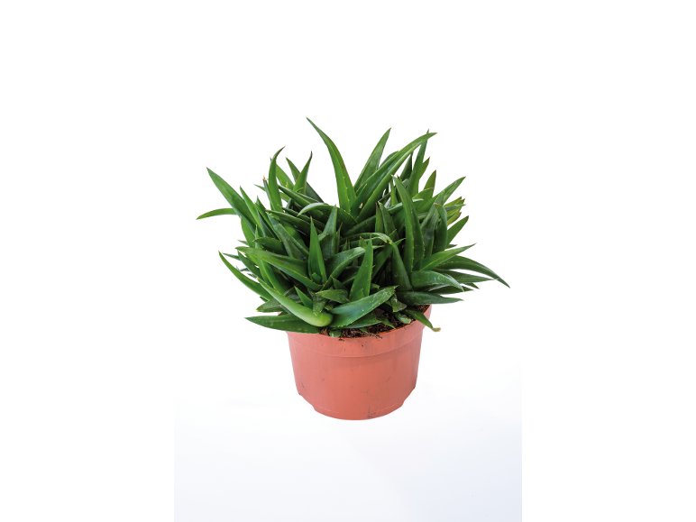 Succulente