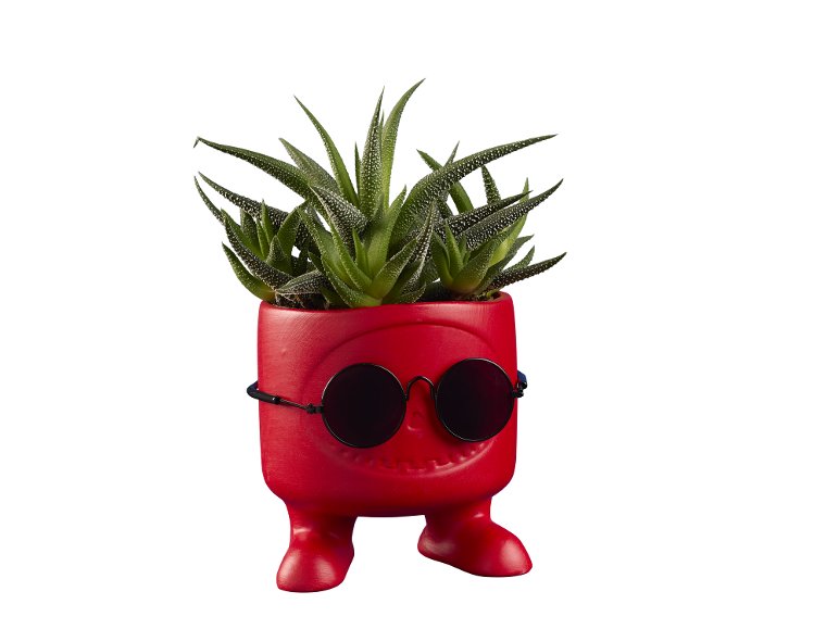 Succulente