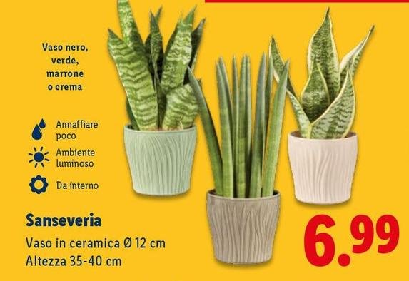 Sanseveria