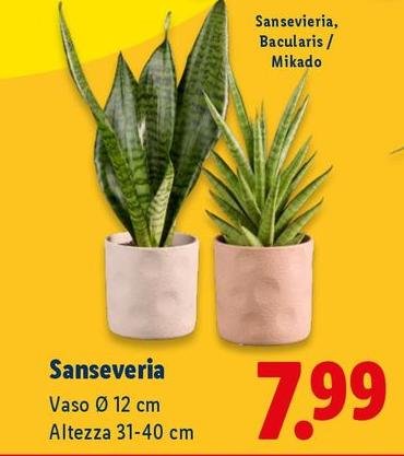 Sanseveria