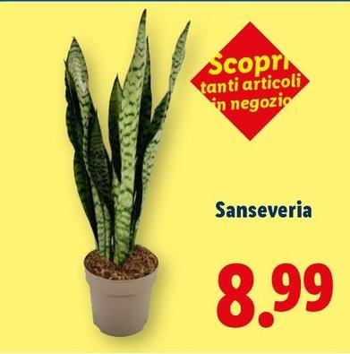 Sanseveria