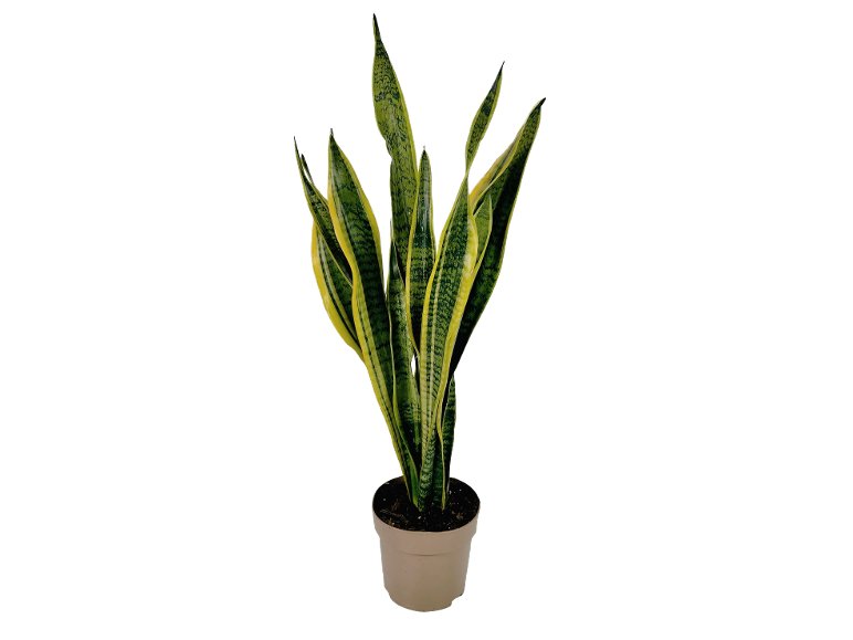 Sanseveria