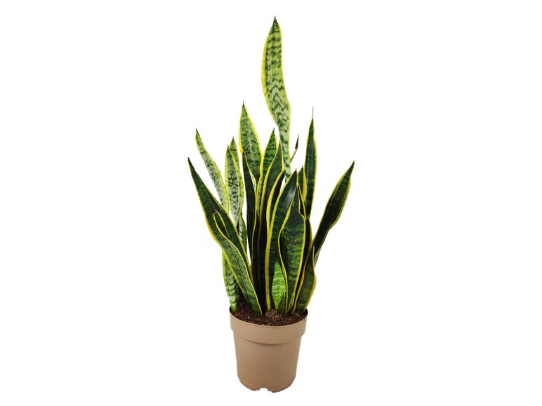 Sanseveria