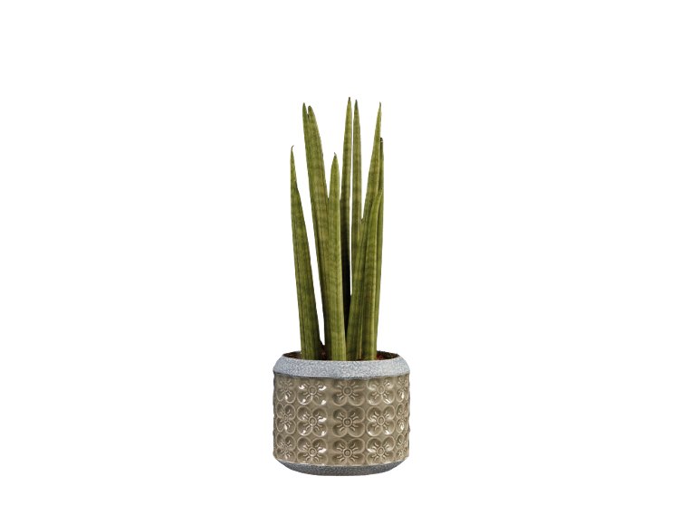 Sanseveria