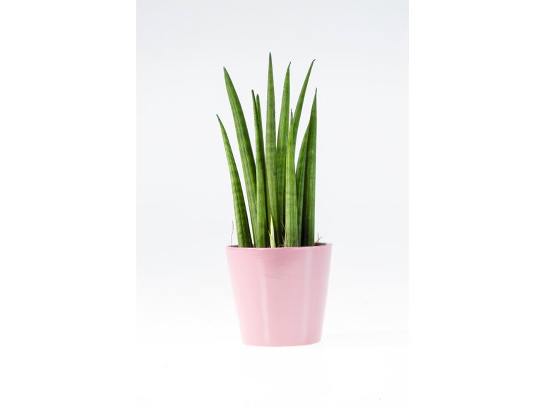 Sanseveria