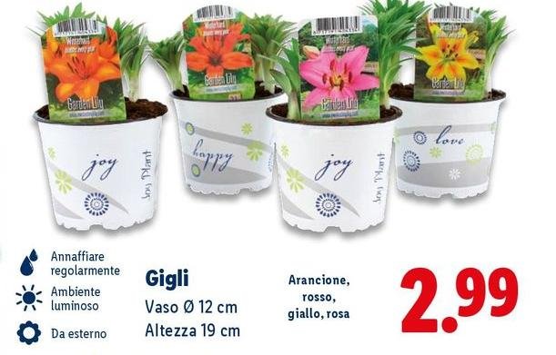 Gigli