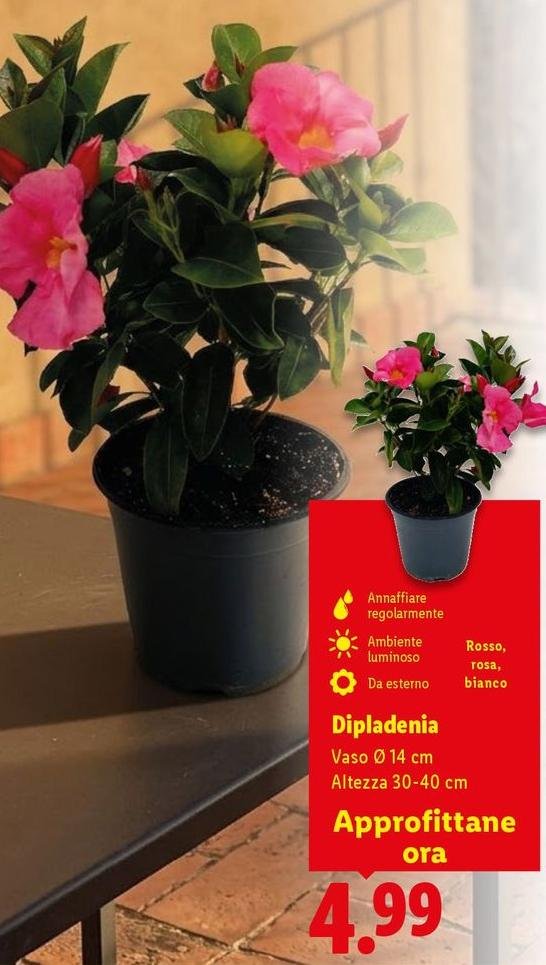 Dipladenia