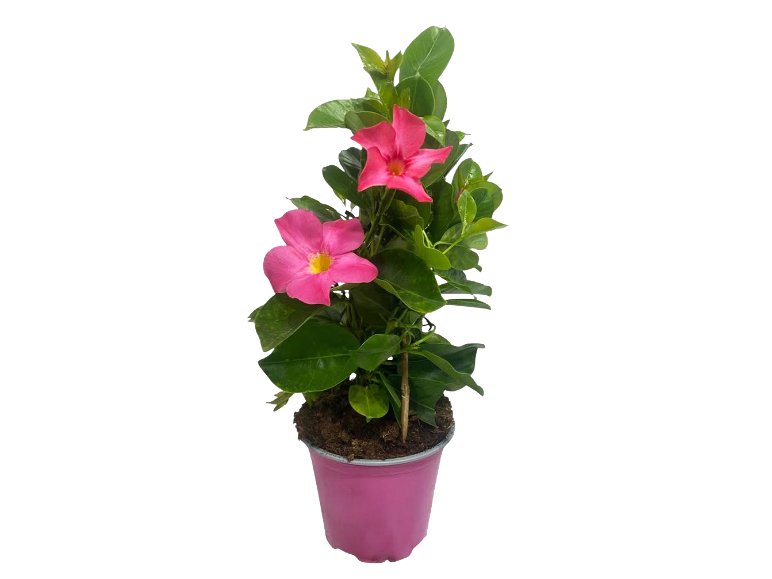 Dipladenia