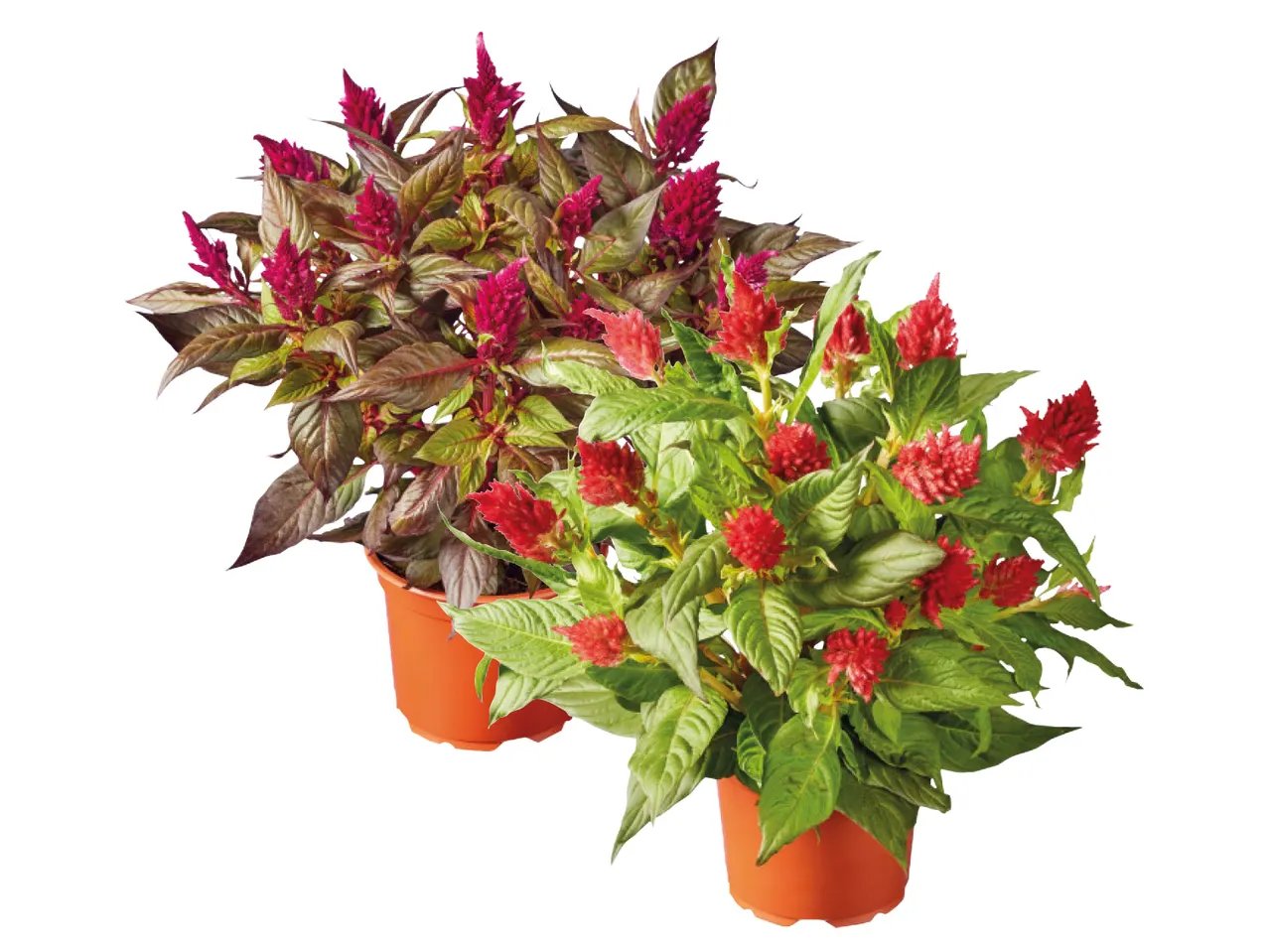 Celosia