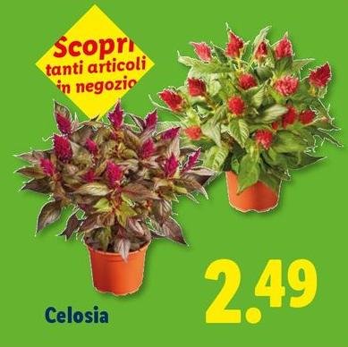 Celosia
