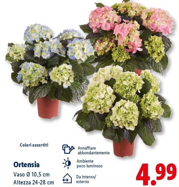 Ortensia