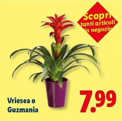 Vriesea O Guzmania