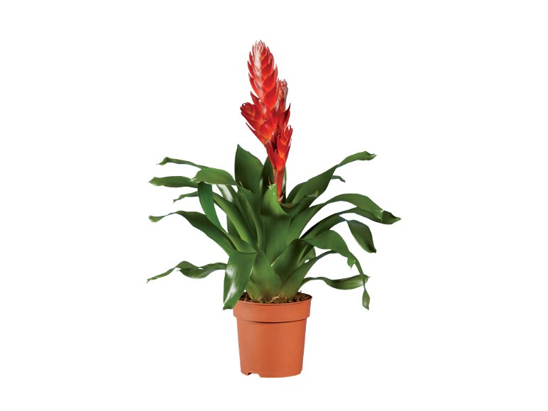 Vriesea o Guzmania