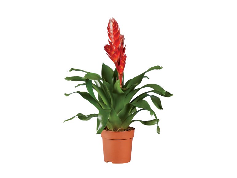 Vriesea o Guzmania