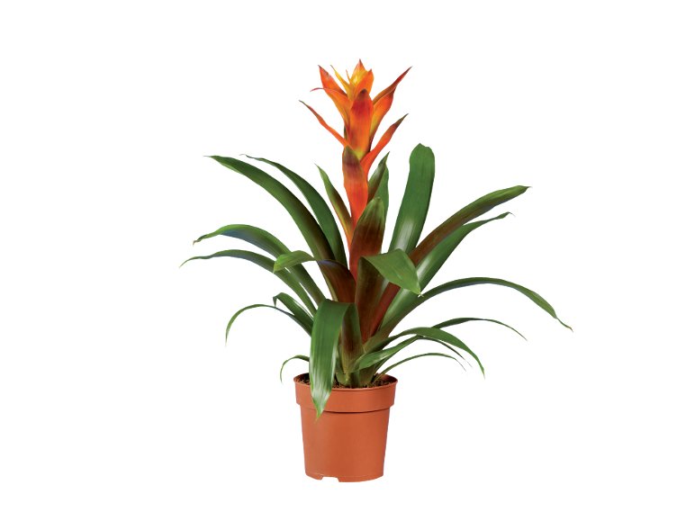 Vriesea o Guzmania