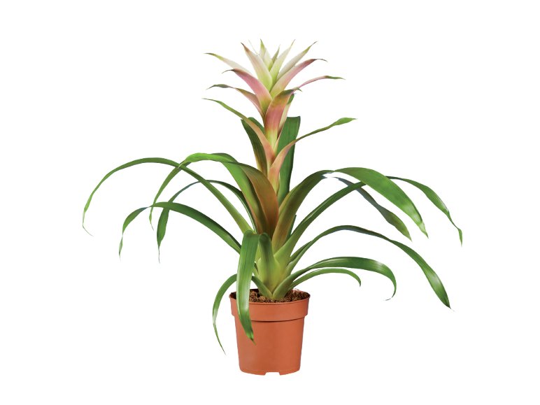 Vriesea o Guzmania