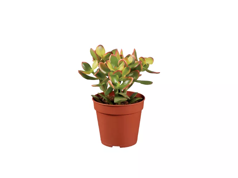 Cactus o Succulente