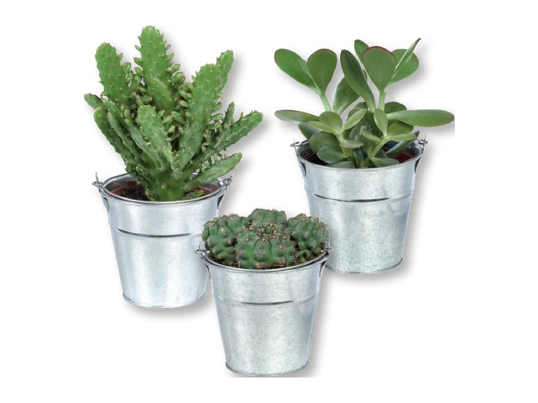 Cactus o Succulente