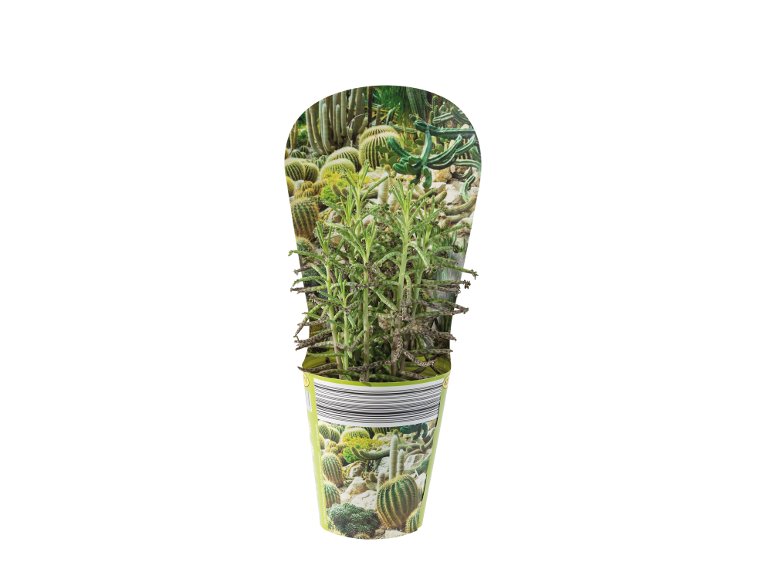 Cactus o Succulente