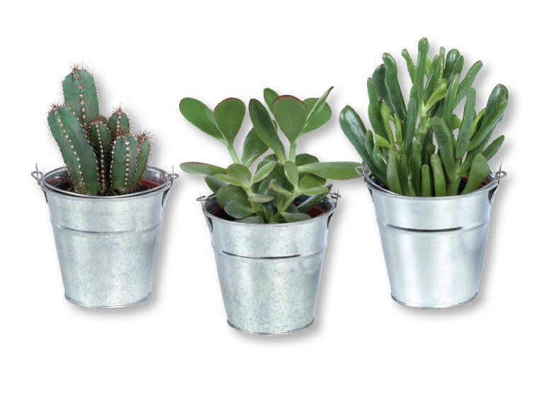 Cactus o Succulente
