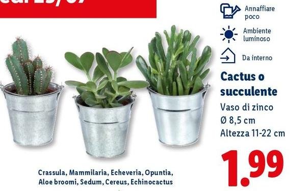 Cactus O Succulente