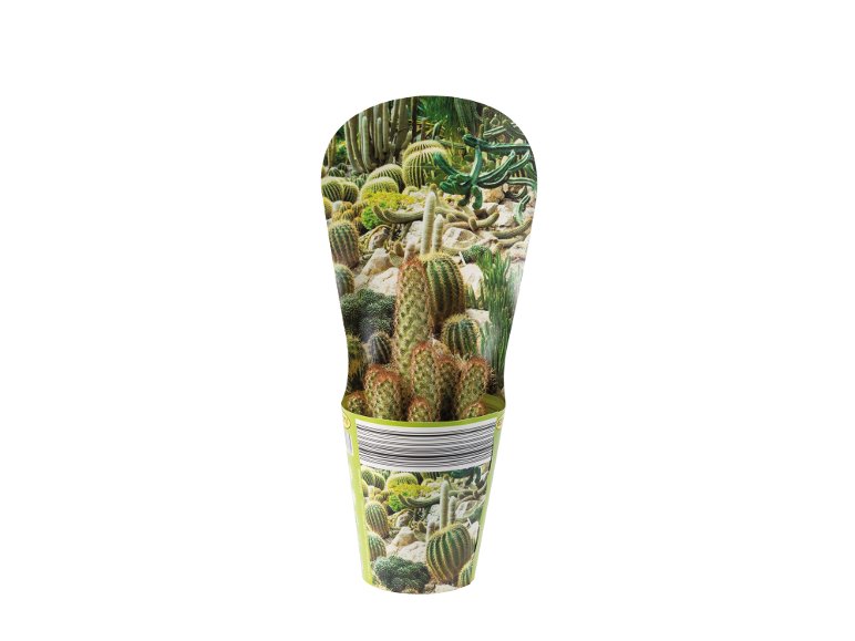 Cactus o Succulente