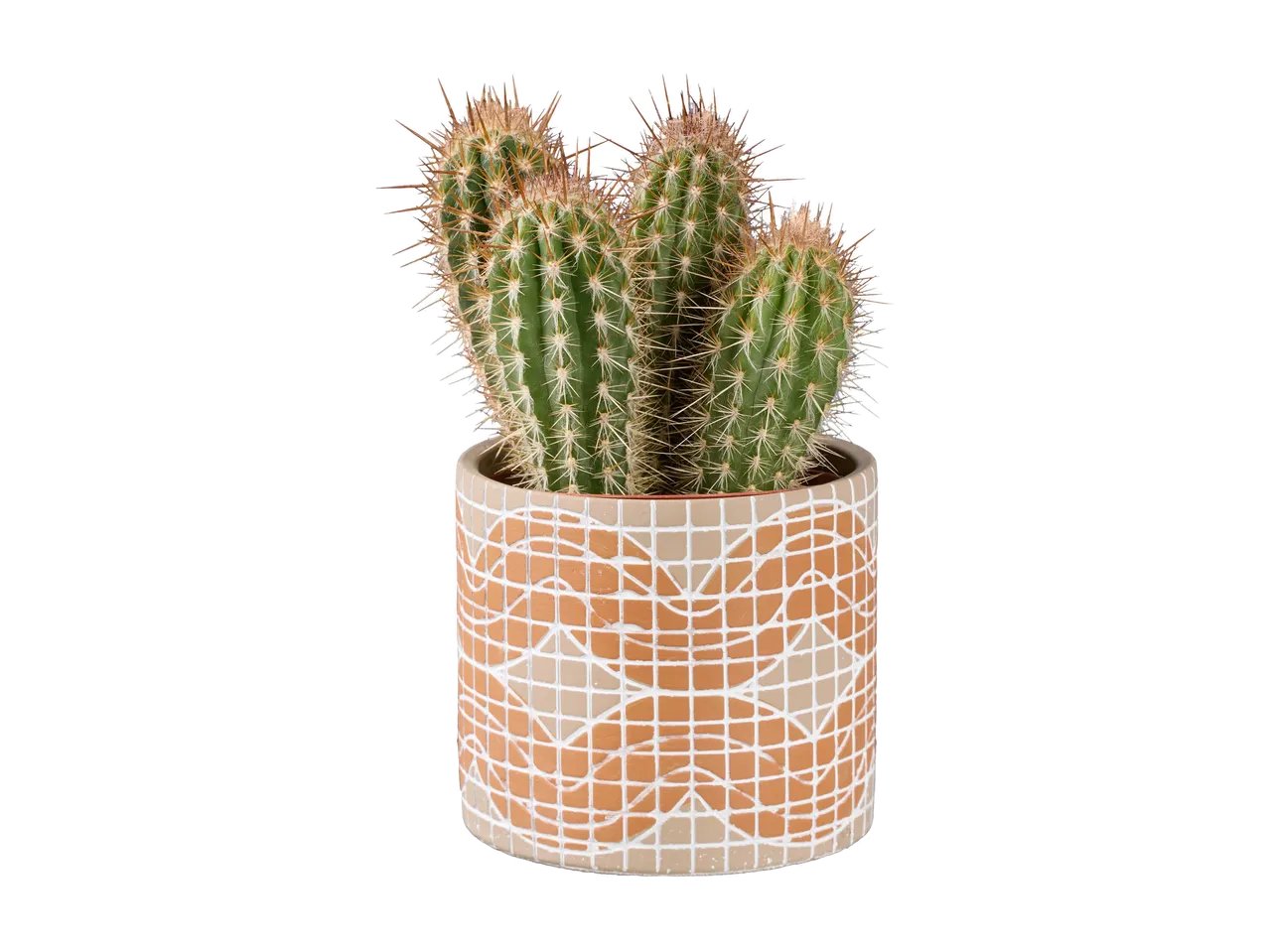 Cactus o succulente