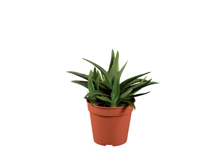 Cactus O Succulente
