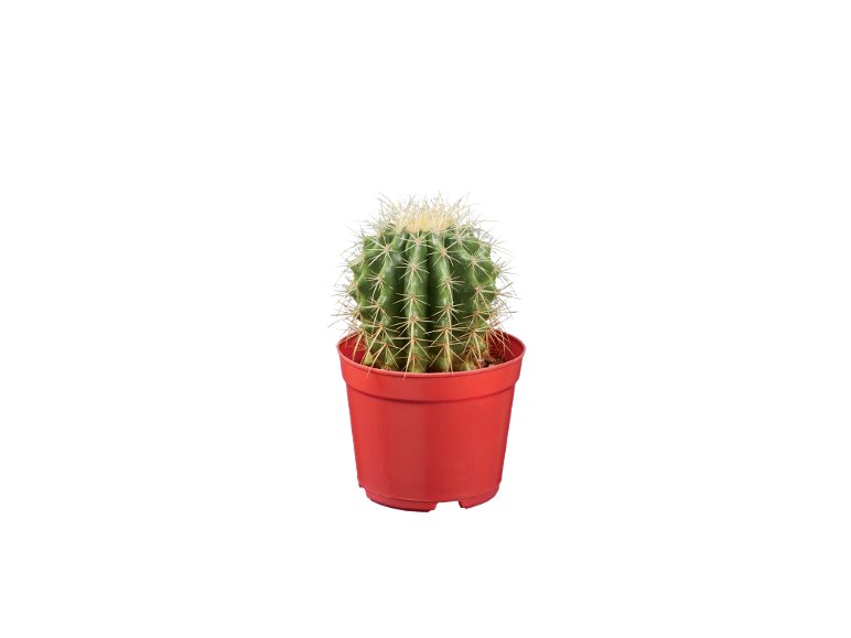Cactus O Succulente
