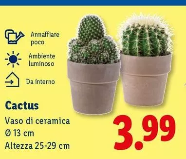 Cactus