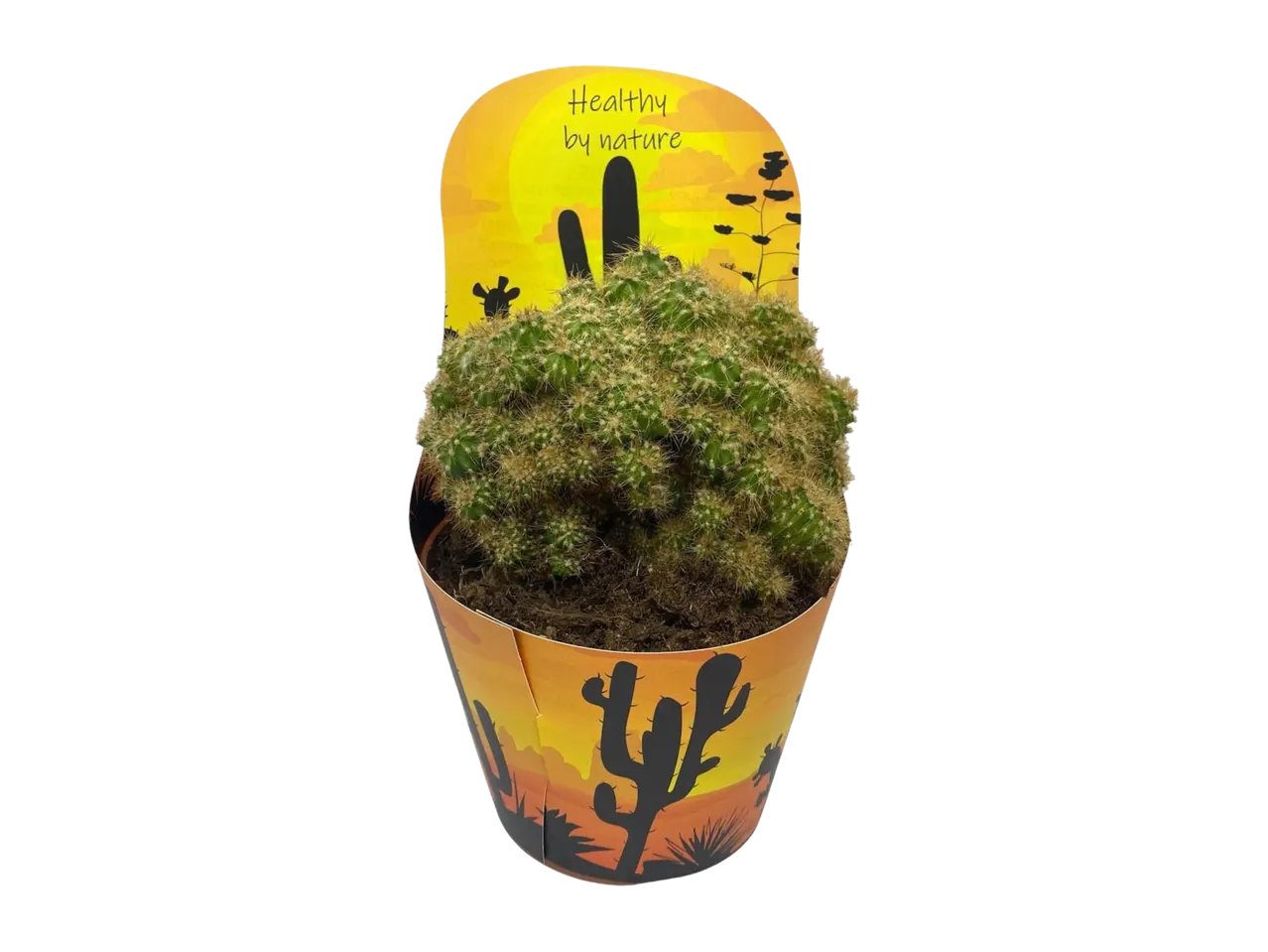 Cactus