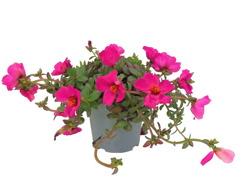 Portulaca