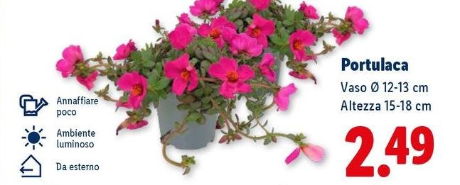 Portulaca