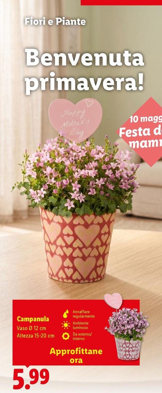 Campanula