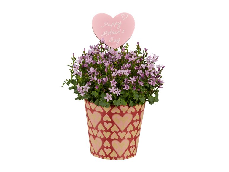 Campanula