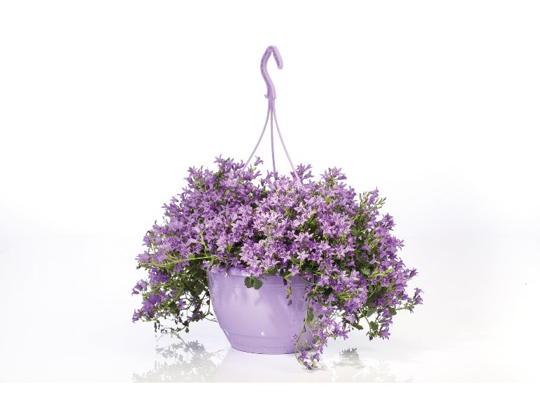 Campanula