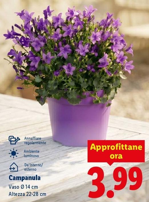 Campanula
