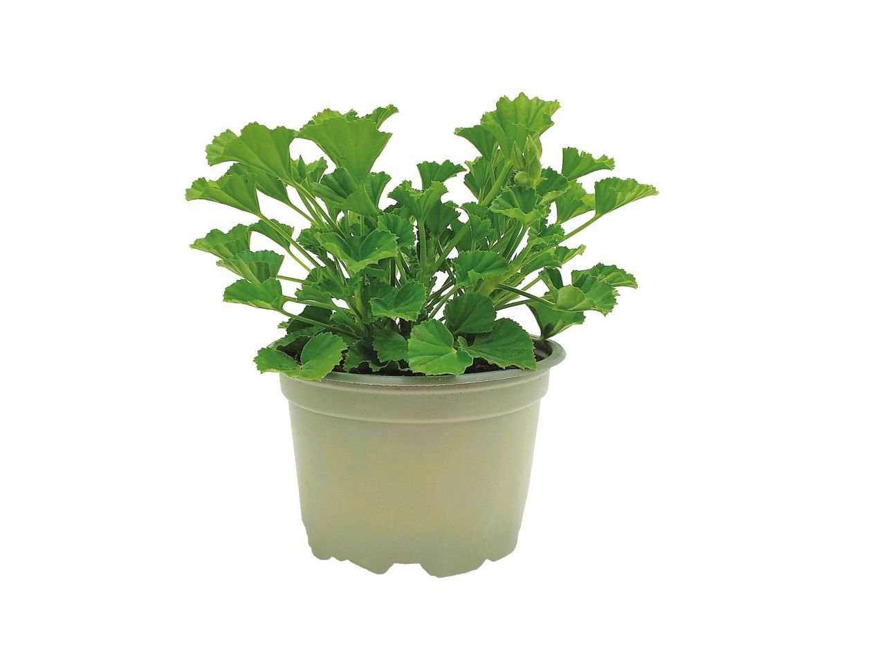 Gerani profumati "anti zanzare"