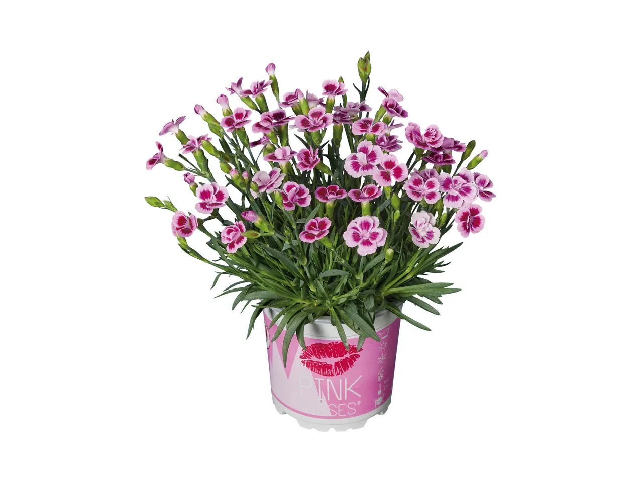 Dianthus pink kisses