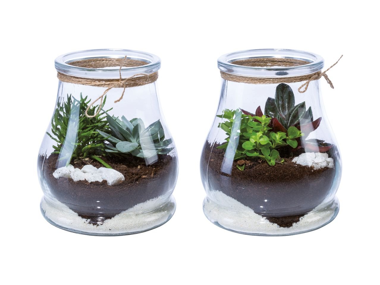 Composizione di succulente