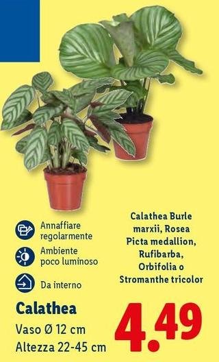 Calathea