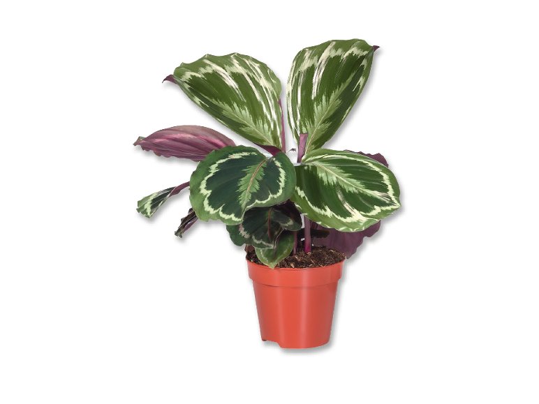 Calathea