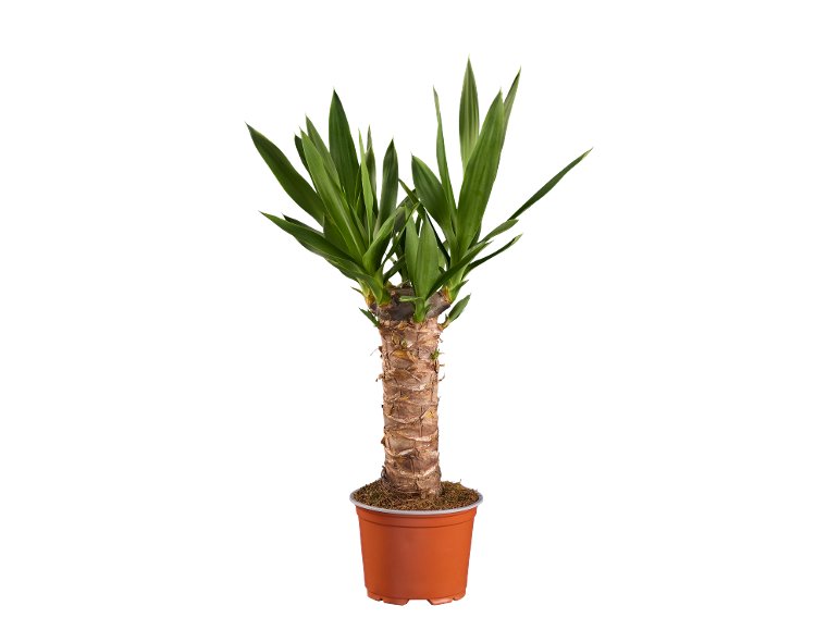 Yucca