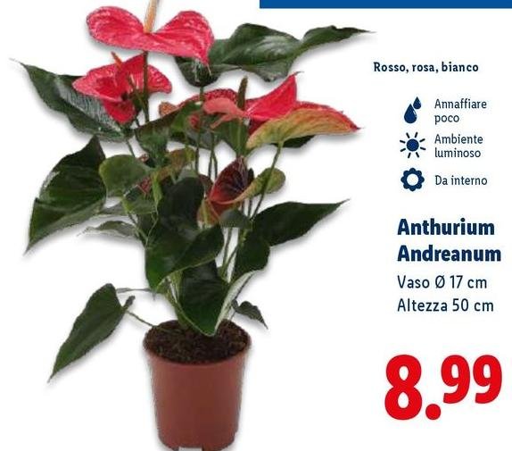 Anthurium Andreanum
