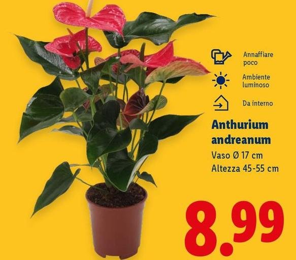Anthurium Andreanum