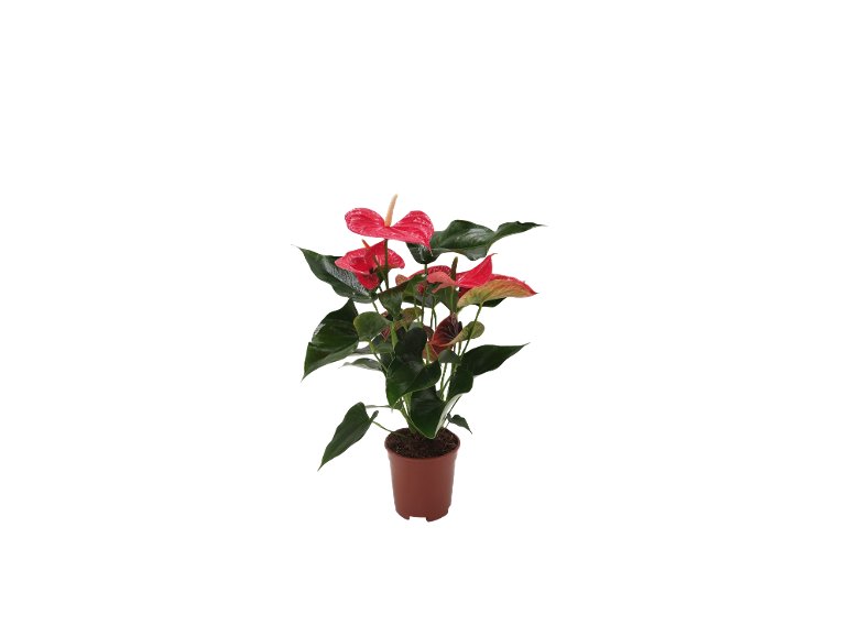 Anthurium Andreanum