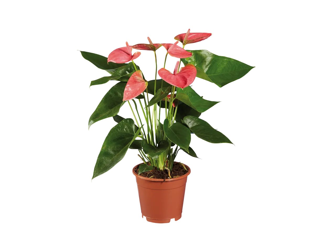 Anthurium Andreanum