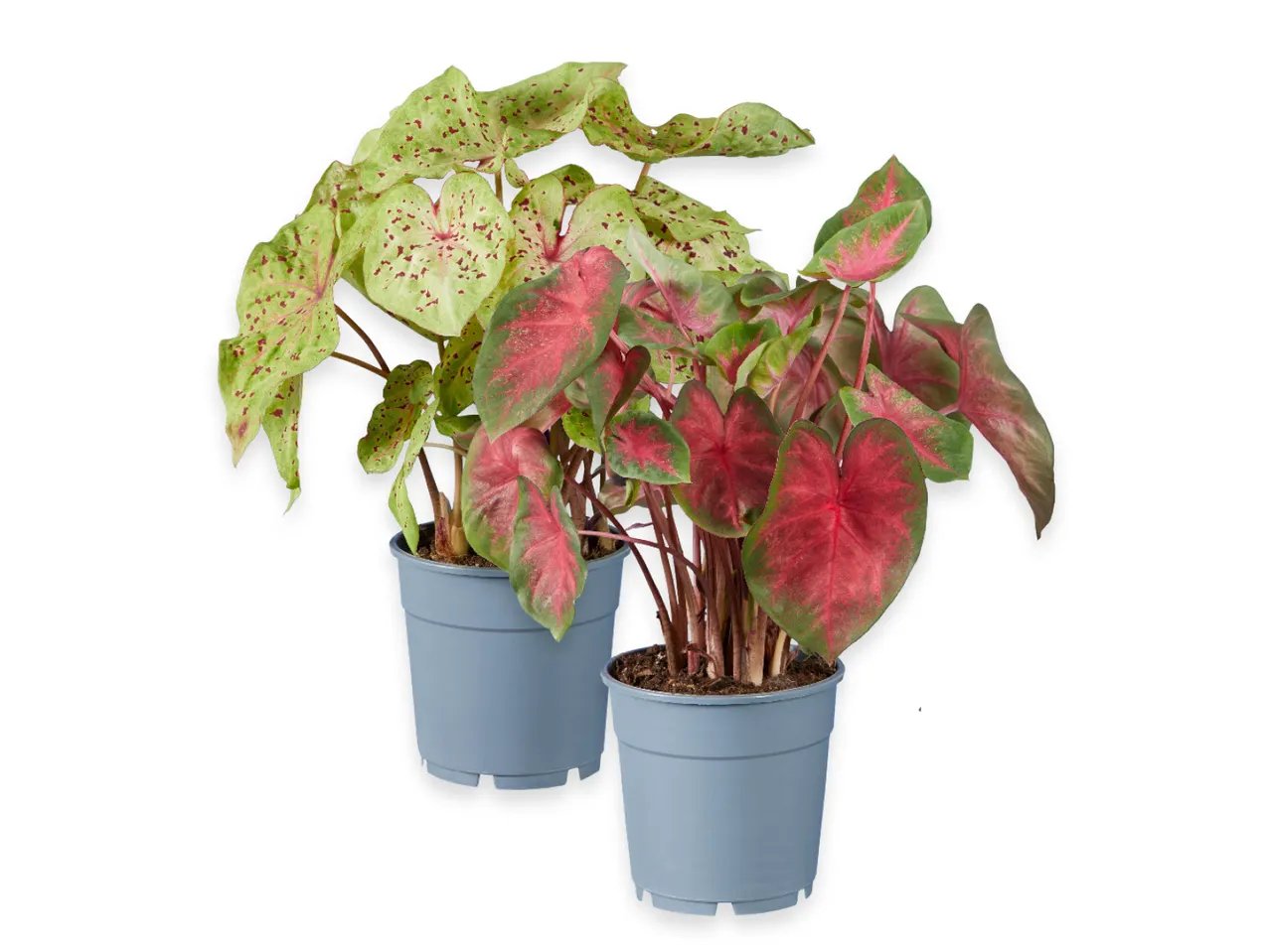 Caladium