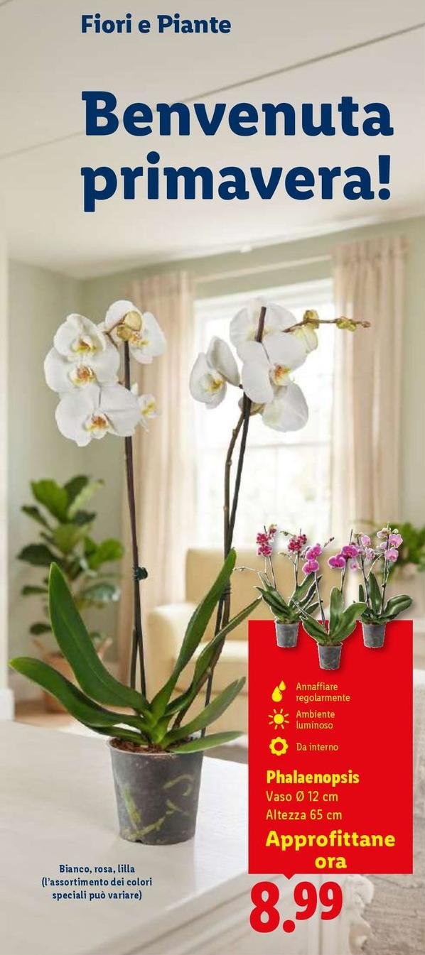Phalaenopsis
